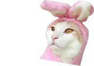 お得だニャ！