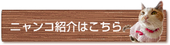 ニャンコ紹介はこちら