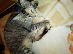 次女・マリモ（日本猫　キジトラ♀）